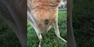 Inside a Kangaroo Pouch