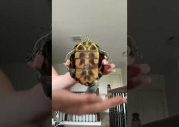 He Knows How to Dance