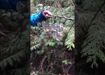 Swamp Eggs are Crazy