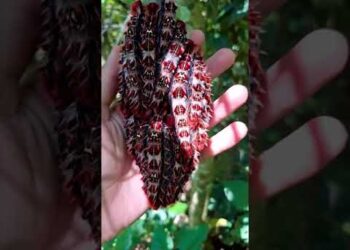 Finding a Forbidden Leaf