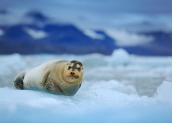 Alaska court: Climate change can’t justify giant habitat for seals