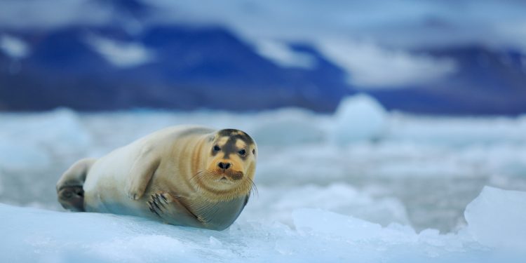 Alaska court: Climate change can’t justify giant habitat for seals