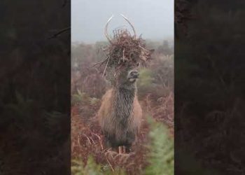 Camouflage for Deer