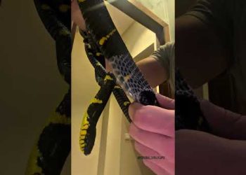 Unboxing a Snake