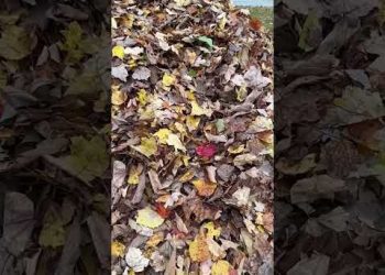 Leaf Piles are Dangerous