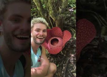 Biggest Flower in the World