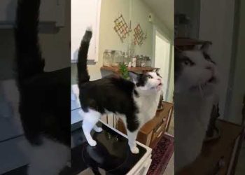 New Cat Interactions Just Dropped