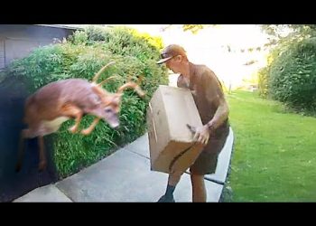 Best Delivery Driver Videos of the Decade