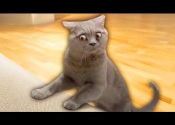 Best Cat Videos of the Decade