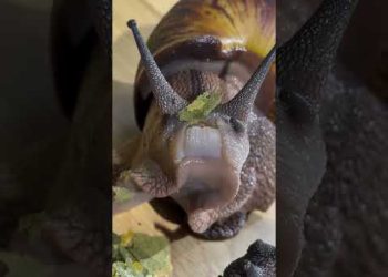 A Snail with Teeth