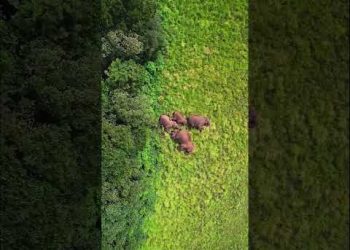 Elephants Always Sleep Together