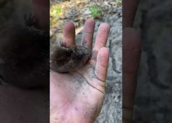 Digging is All He Knows