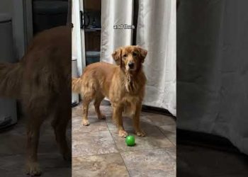 Put This Dog on a List