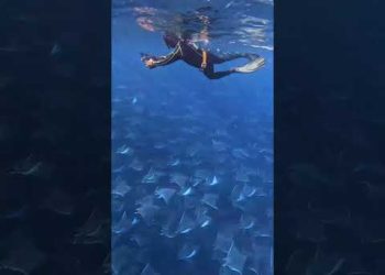 Giant Mobula Ray Migration