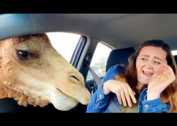 Best Of The Internet (2024)