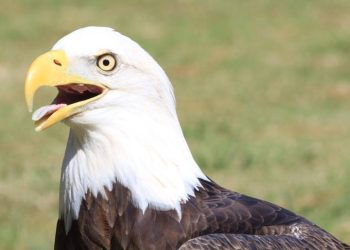 Bald Eagle becomes America’s bird & 119th Congress is in session