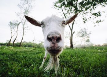 Scapegoating climate to hide callous government malfeasance