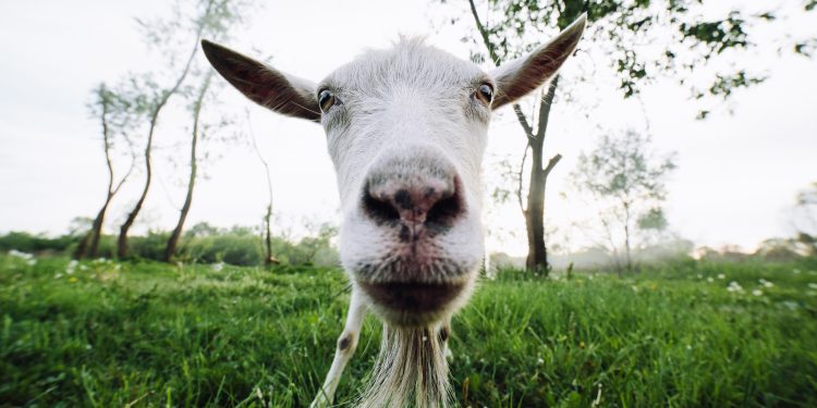 Scapegoating climate to hide callous government malfeasance