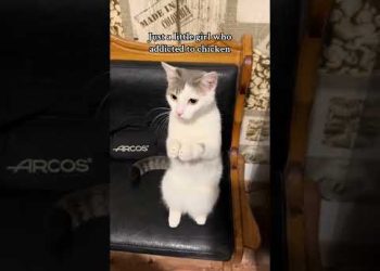 The Most Polite Cat