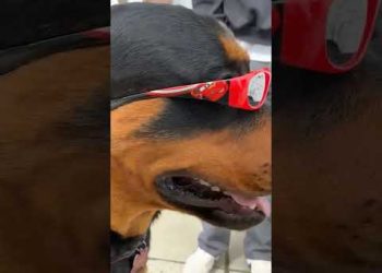 The Coolest Dog