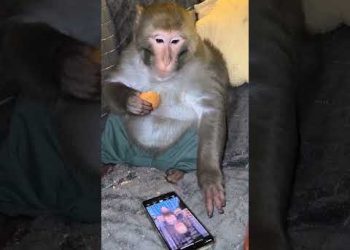 Average YouTube User