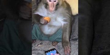 Average YouTube User