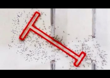 Ants are Getting Smarter
