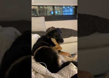 The Doggo Phone