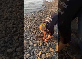 New Pokémon Discovered