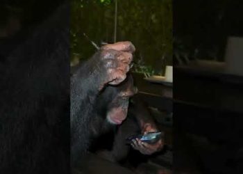 The Average YouTube Viewer