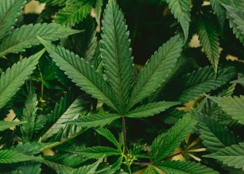 Sobering Thoughts on an Alcohol Alternative