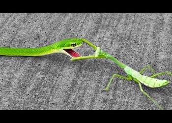 Praying Mantis Fights Off Snake