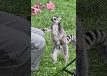 Singing to Lemurs