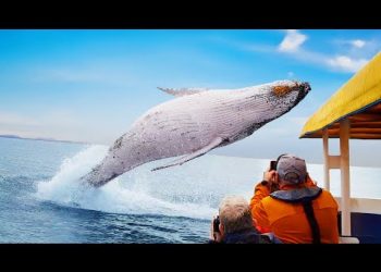 The Craziest Animal Encounters of All Time
