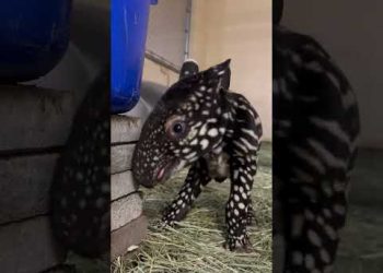 Baby Tapirs are Amazing