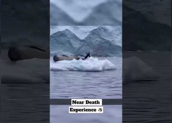 Going to the Wrong Iceberg