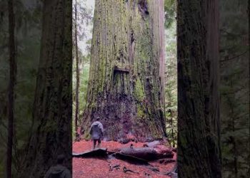 The Biggest Tree
