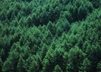 America returns to active forest management