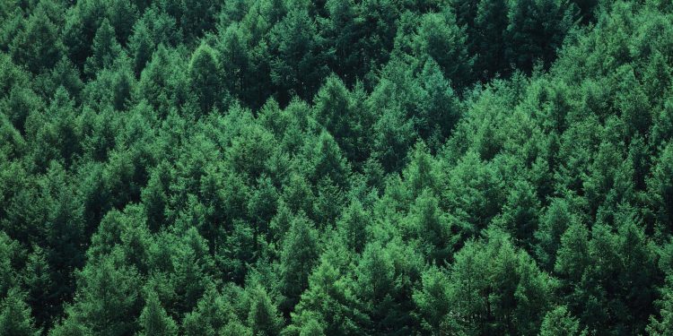 America returns to active forest management