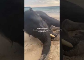 Elephant Approaches Person on Beach