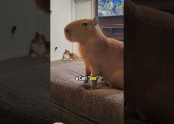 He Wasn’t Impressed