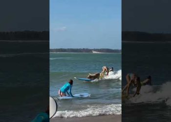 Dog is Expert Surfer
