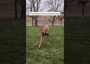 He Has Perfect Balance