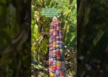Rainbow Corn is Delicious