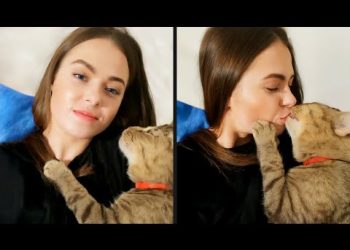 A Cat With Infinite Rizz