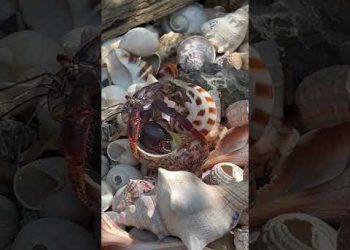 How Crabs Change Shells