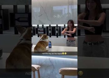 Dog is a Paid Actor
