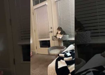 Bro Loves Watching TV