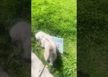 Put This Dog in Jail