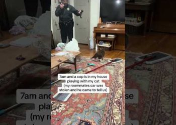 Cop is Distracted by Cat